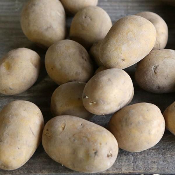 Pomme De Terre Michelle Pomme De Terre Nouvelle Agatha Filet – 26 Fruits 17 Pomme de terre jaune Michelle- Chair ferme 1 kg | Jardin de Cocagne